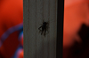 camp30 (543)_thumb.png